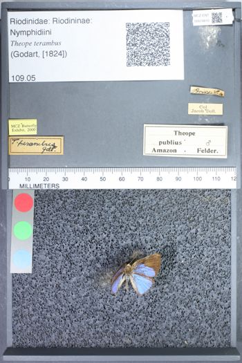 Media type: image;   Entomology 74810